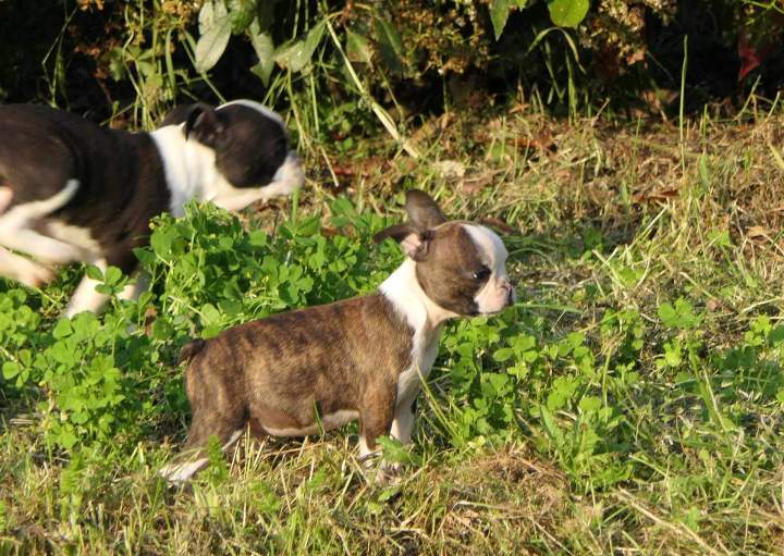 Élevage Boston Terrier Chalon-sur-Saône
